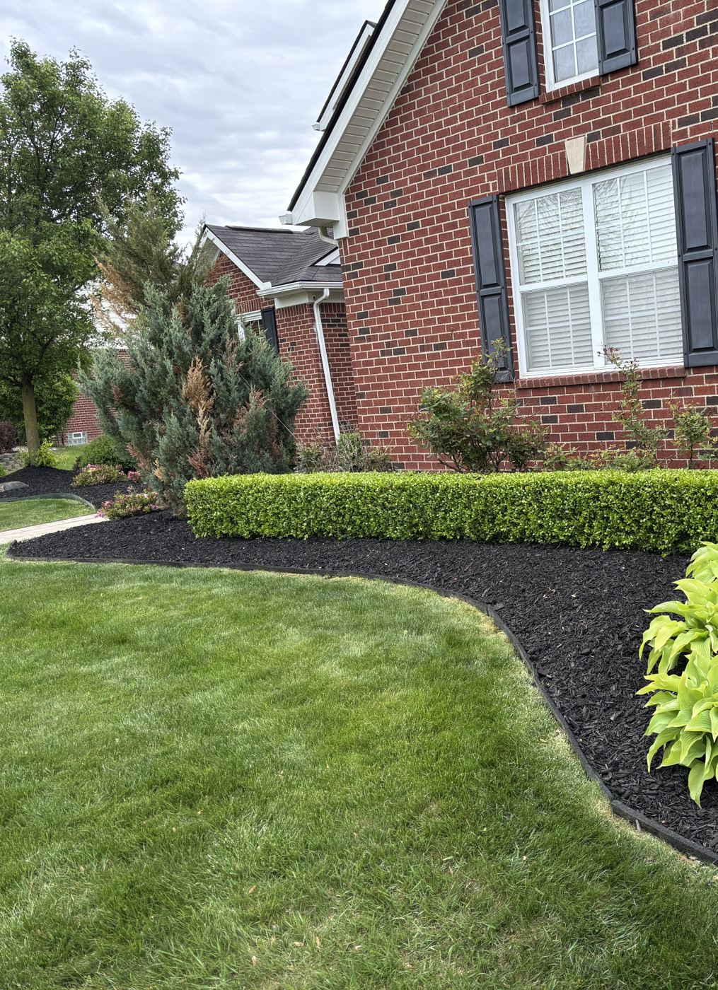 Clean curved bed edge along a squared boxwood hedge