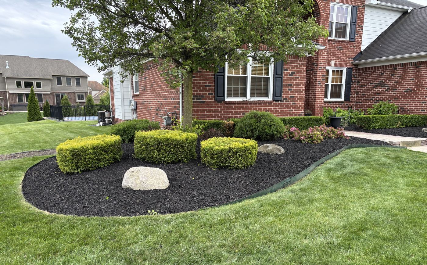 Island bed with three sheared shrubs, a boulder, black mulch and steel edging
