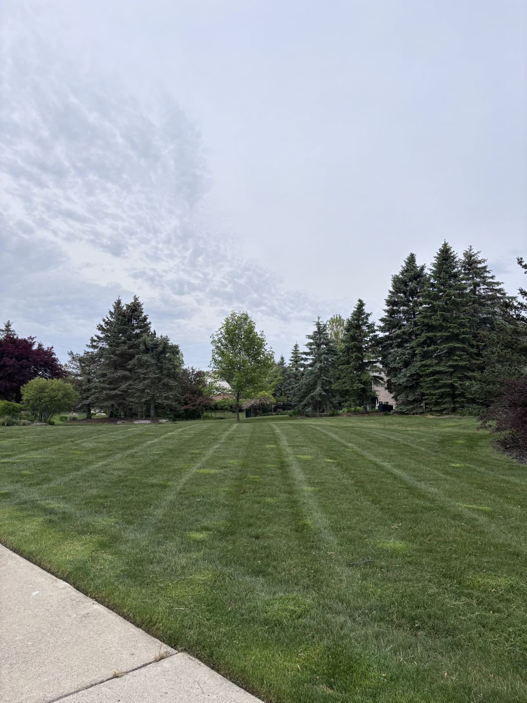 Wide lawn with fresh mowing stripes and evergreen trees